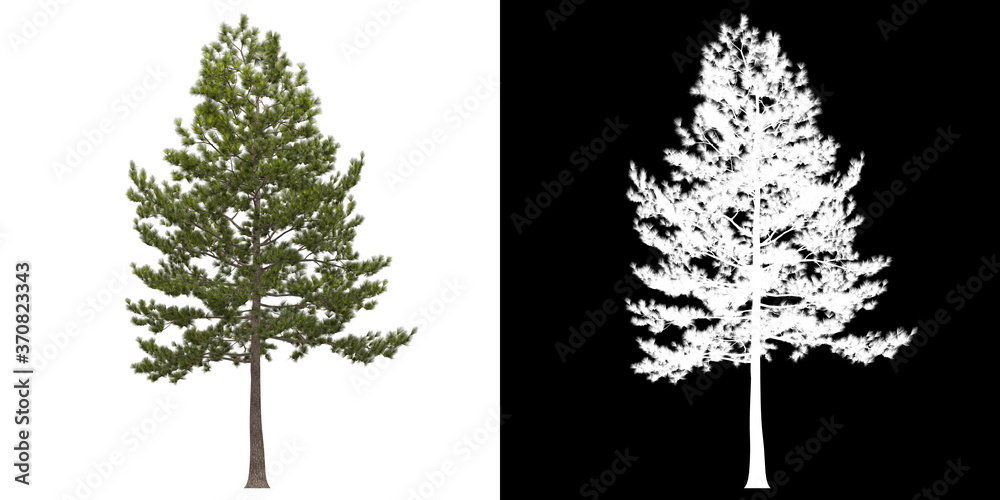 Wall mural left view of tree (loblolly pine) png with alpha channel to cutout 3d rendering. for forest and natu