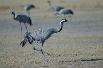 Common crane Grus grus. Gallocanta Lagoon Natural Reserve. Aragon. Spain.