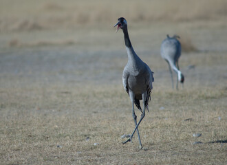 Common crane Grus grus calling. Gallocanta Lagoon Natural Reserve. Aragon. Spain.