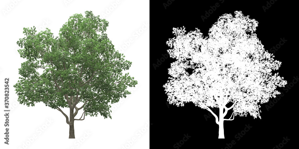 Wall mural left view of tree (magnolia virginiana) png with alpha channel to cutout 3d rendering. for forest an
