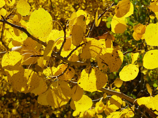 yellow leaves in autumn