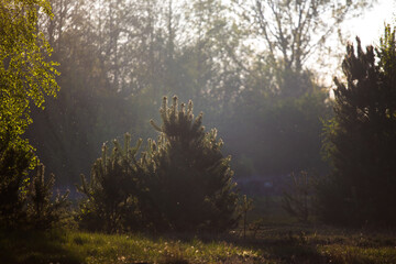 Młode drzewa w mglisty poranek pod światło.
