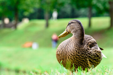 grey Duck walks in the green grass by the water-close-up.