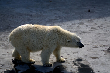 Obraz na płótnie Canvas polar bear in the arctic