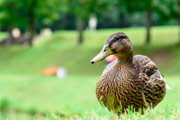 grey Duck walks in the green grass by the water-close-up.