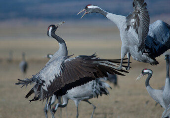 Common cranes Grus grus fighting. Gallocanta Lagoon Natural Reserve. Aragon. Spain.