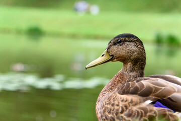 grey Duck walks in the green grass by the water-close-up.