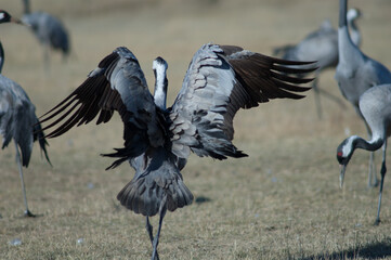 Common crane Grus grus spreading its wings. Gallocanta Lagoon Natural Reserve. Aragon. Spain.