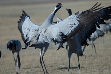 Fototapeta premium Common cranes Grus grus fighting. Gallocanta Lagoon Natural Reserve. Aragon. Spain.