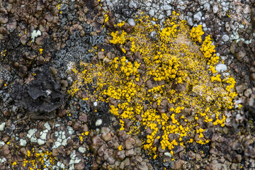 Rock Lichens on Kamiak Butte, WA