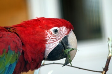 red and green macaw