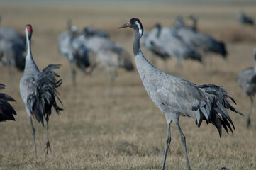 Common crane Grus grus. Gallocanta Lagoon Natural Reserve. Aragon. Spain.