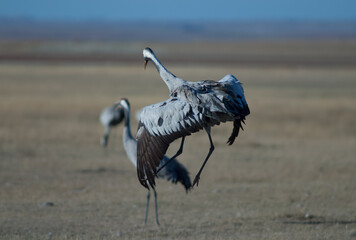 Common crane Grus grus jumping. Gallocanta Lagoon Natural Reserve. Aragon. Spain.