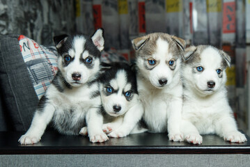 puppies of husky