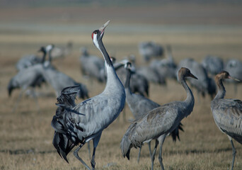 Common cranes Grus grus. Gallocanta Lagoon Natural Reserve. Aragon. Spain.