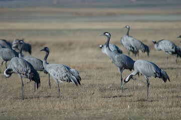 Common cranes Grus grus. Gallocanta Lagoon Natural Reserve. Aragon. Spain.