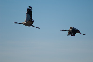 Common cranes Grus grus in flight. Gallocanta Lagoon Natural Reserve. Aragon. Spain.