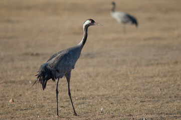 Common crane Grus grus. Gallocanta Lagoon Natural Reserve. Aragon. Spain.