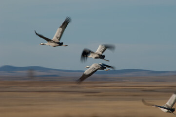Fototapeta na wymiar Common cranes Grus grus in flight. Picture blur to suggest movement. Gallocanta Lagoon Natural Reserve. Aragon. Spain.