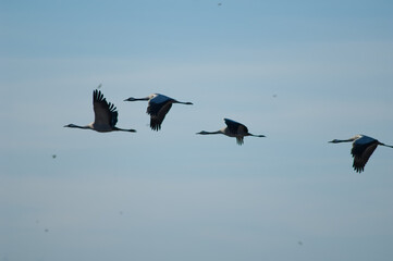 Common cranes Grus grus and smaller birds in flight. Gallocanta Lagoon Natural Reserve. Aragon. Spain.