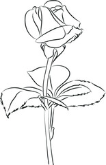 hand drawn sketch of rose