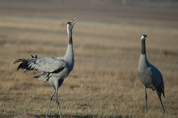 Common crane Grus grus calling. Gallocanta Lagoon Natural Reserve. Aragon. Spain.