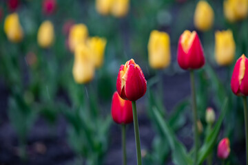Nice color tulip flowers after the spring rain nature flora