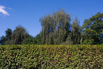 Obraz premium Green hedge with blue sky and trees on the background, closeup of a hedge home garden in the summer nature