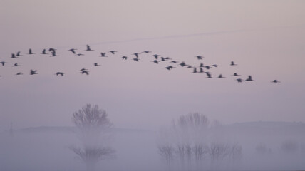 Common cranes Grus grus in flight at dawn. Gallocanta Lagoon Natural Reserve. Aragon. Spain.