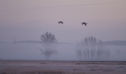 Common cranes Grus grus in flight at dawn. Gallocanta Lagoon Natural Reserve. Aragon. Spain.