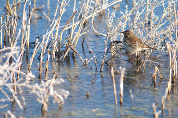 Water pipit Anthus spinoletta on a frozen lagoon. Gallocanta Lagoon Natural Reserve. Aragon. Spain.