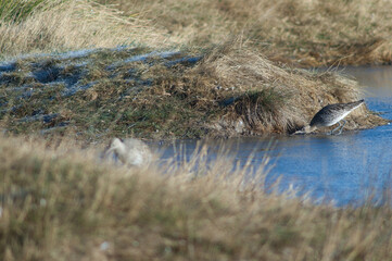 Eurasian curlew Numenius arquata next to a lagoon.