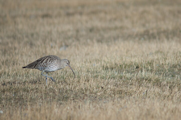 Eurasian curlew Numenius arquata. Gallocanta Lagoon Natural Reserve. Aragon. Spain.