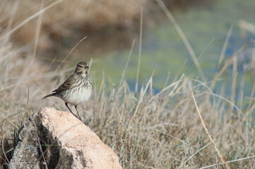 Water pipit Anthus spinoletta. Gallocanta Lagoon Natural Reserve. Aragon. Spain.