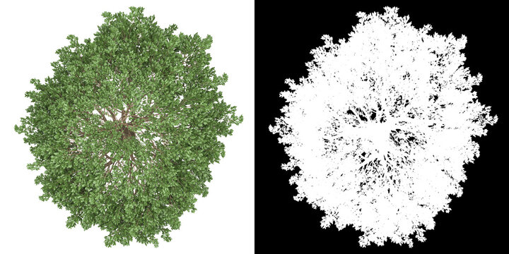 Top view of tree (Schinus Terebinthifolius) png with alpha channel to cutout 3D rendering. For forest and nature compositing.	