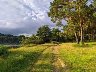 road in a pine forest near the river in summer