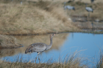 Young common crane Grus grus drinking water. Gallocanta Lagoon Natural Reserve. Aragon. Spain.