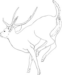 Doe deer sketch  illustration