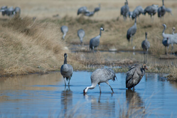 Common cranes Grus grus in a lagoon.
