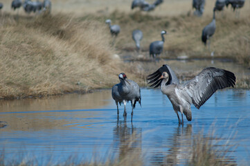 Common cranes Grus grus in a lagoon. Juvenile to the right. Gallocanta Lagoon Natural Reserve. Aragon. Spain.