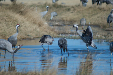 Common cranes Grus grus in a lagoon. Gallocanta Lagoon Natural Reserve. Aragon. Spain.