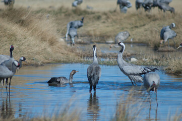 Common cranes Grus grus bathing in a lagoon. Gallocanta Lagoon Natural Reserve. Aragon. Spain.