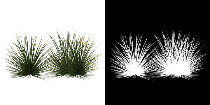 Front View Of Tree (Agave Stricta) Png With Alpha Channel To Cutout 3D Rendering. For Forest And Nature Compositing.	