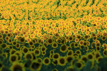 Field of sunflowers in Bolsena. In Viterbo