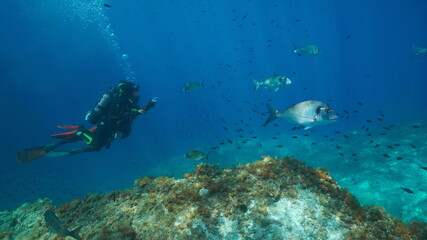 Scuba diving in the Mediterranean sea, two scuba divers look at fish underwater, France