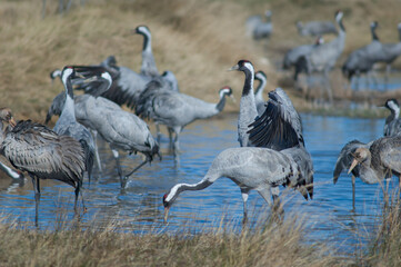 Common cranes Grus grus in a lagoon. Gallocanta Lagoon Natural Reserve. Aragon. Spain.