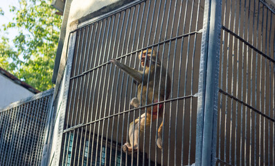 the monkey in the zoo, monkey in the cage