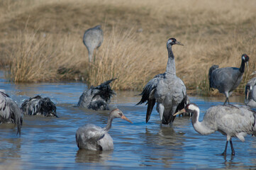 Common cranes Grus grus bathing in a lagoon. Gallocanta Lagoon Natural Reserve. Aragon. Spain.