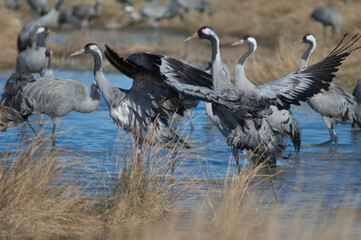Common cranes Grus grus in a lagoon. Gallocanta Lagoon Natural Reserve. Aragon. Spain.