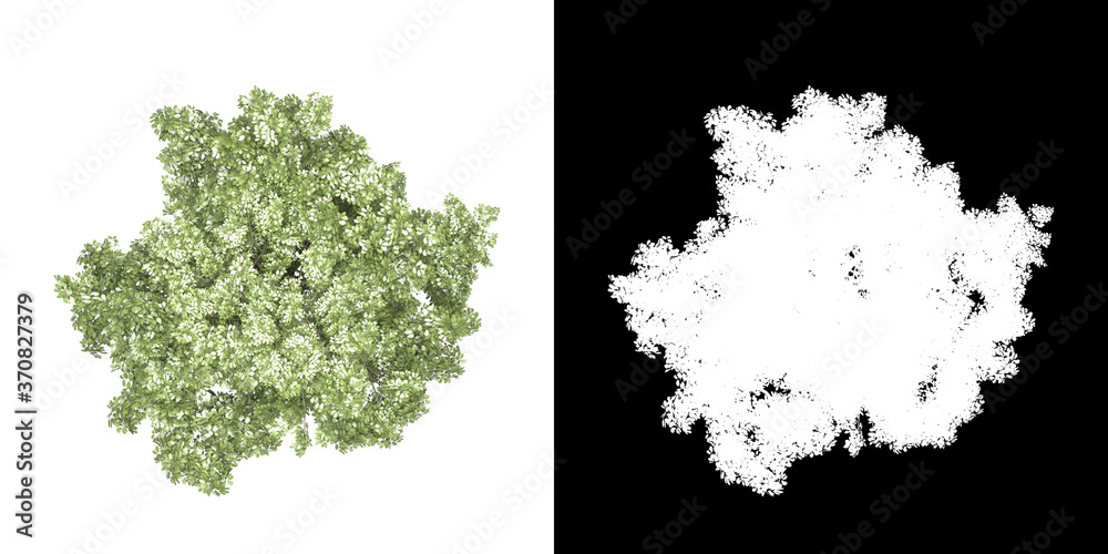 Wall mural top view of tree (quercus petraea) png with alpha channel to cutout 3d rendering. for forest and nat